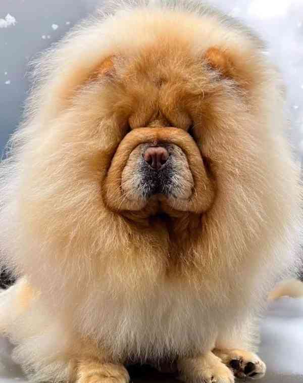 🧸🧸Krásná štěňátka Chow Chow🧸🧸 🧸✨ - foto 11