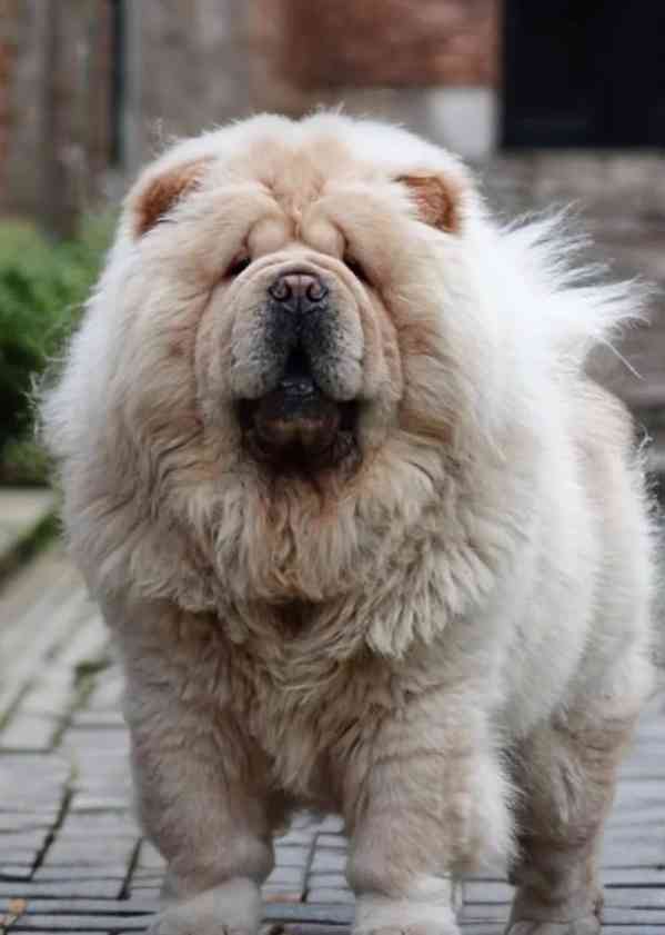 🧸🧸Krásná štěňátka Chow Chow🧸🧸 🧸✨ - foto 12