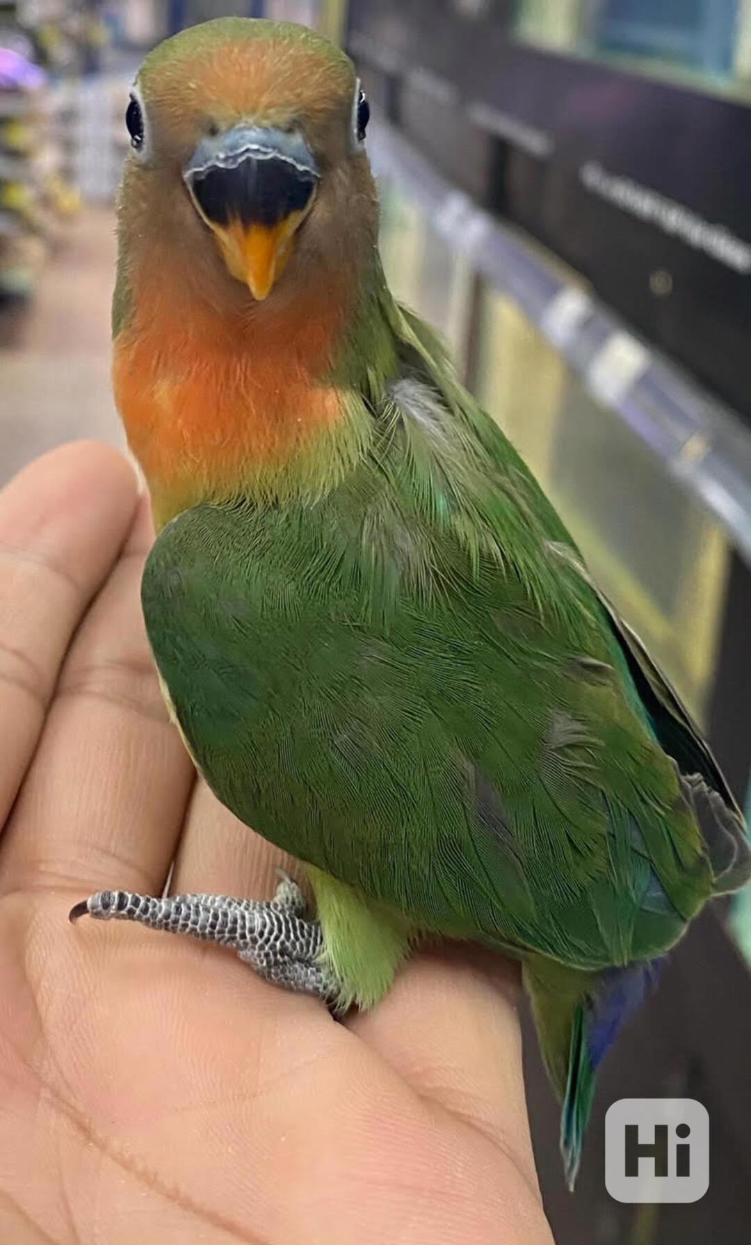 Lovebird (Fischerovo mládě ručně ochočené) - foto 1