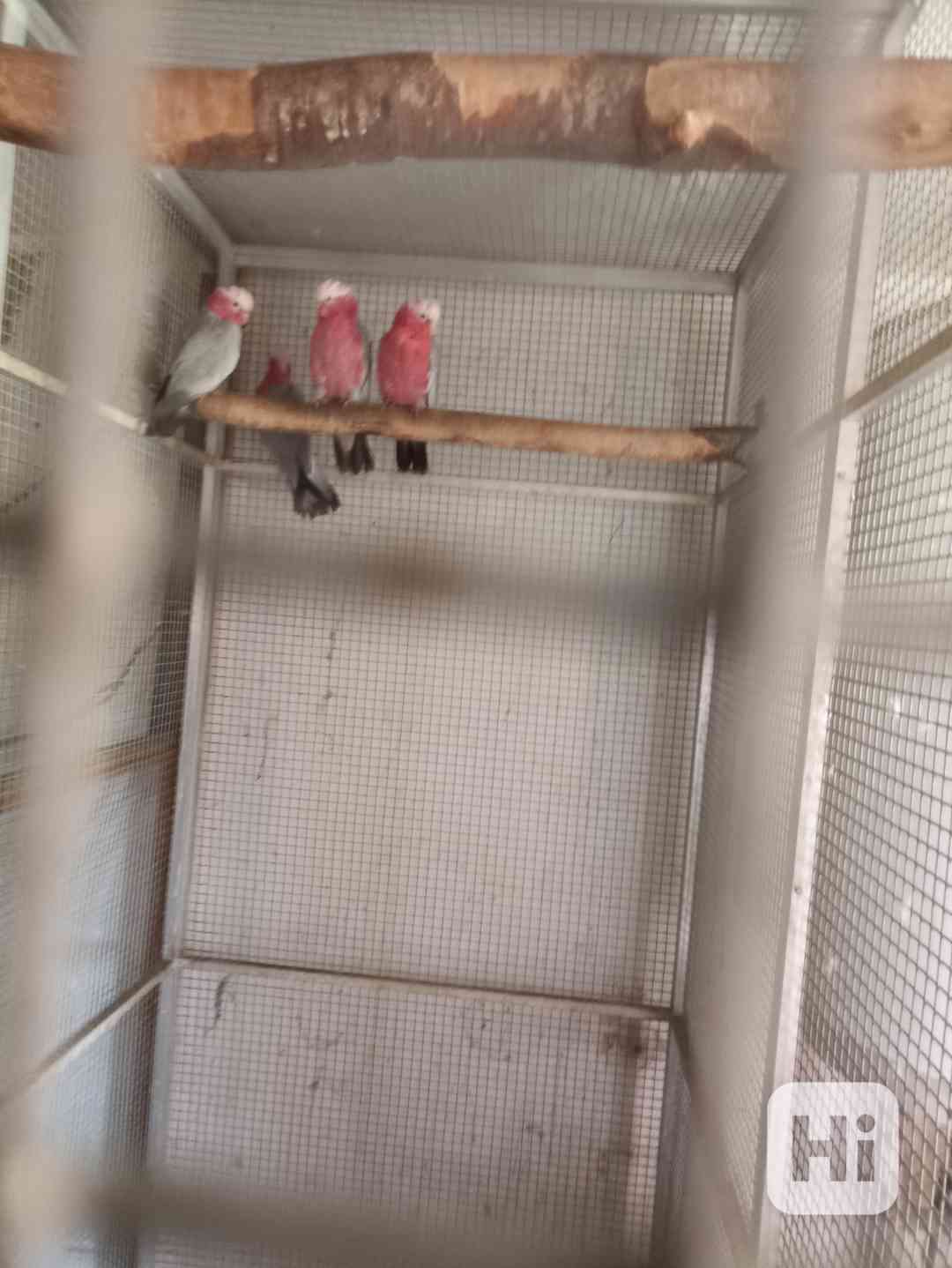 ptactvo  kakadu ružový - foto 1