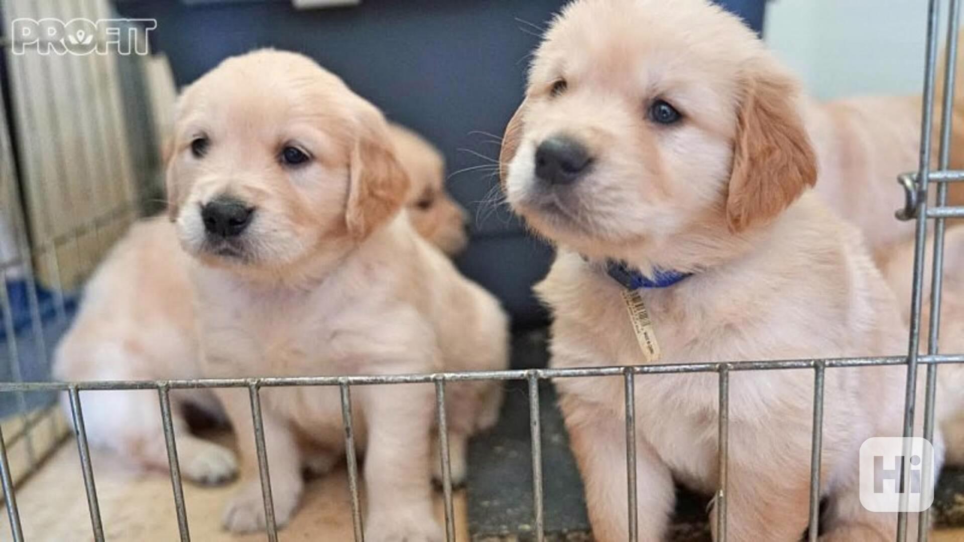 Roztomilé štěně zlatého retrívra zdarma k adopci   - foto 1