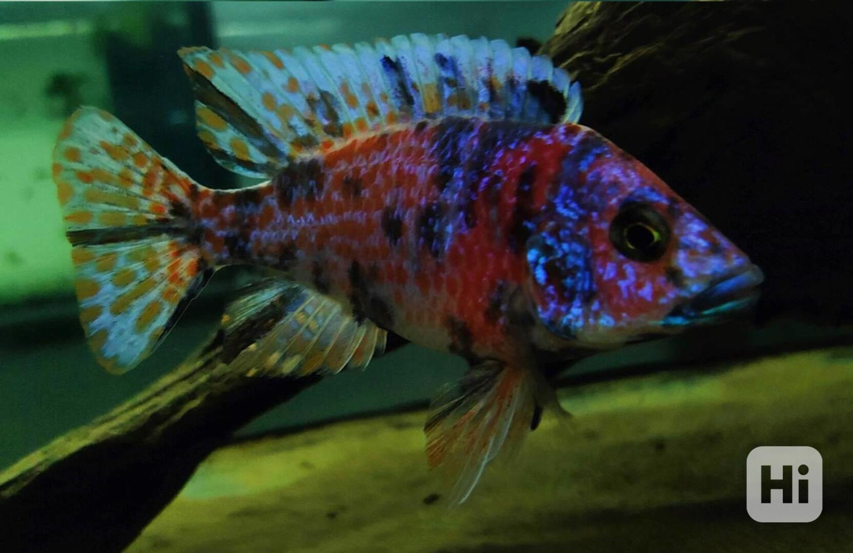 Tlamovci Malawi  - foto 1