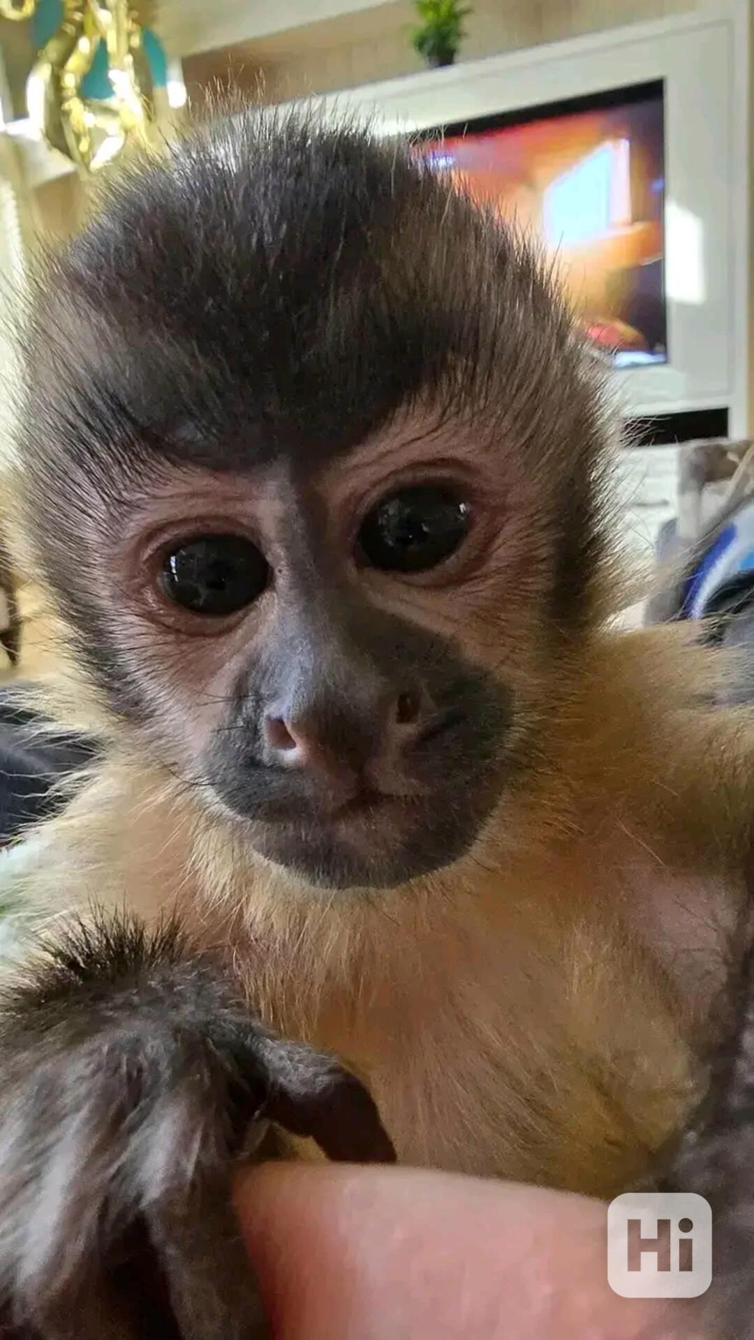  Krásný kapucín ihned k vyzvednutí - foto 1