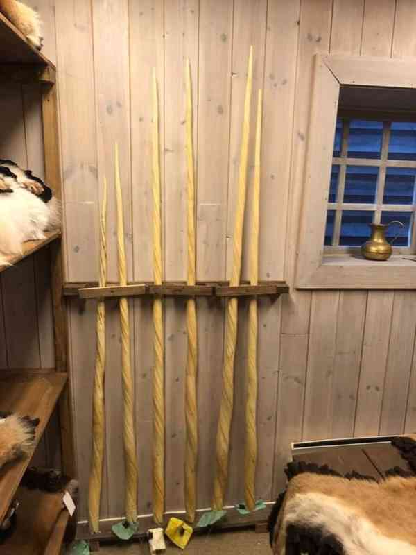 Zub Narvala jednorohého - foto 4