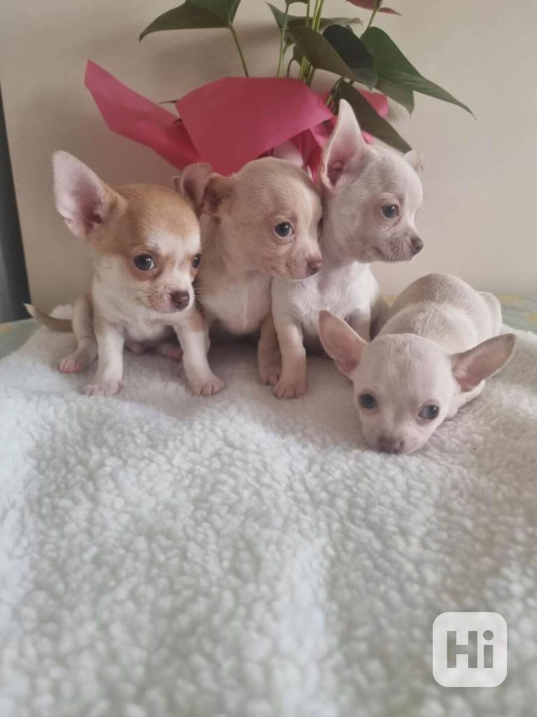 Čivava štěňátko s pp - pejsek - foto 1