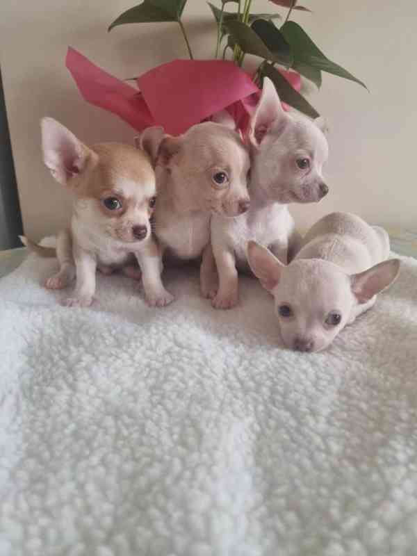 Čivava štěňátko s pp - pejsek - foto 1