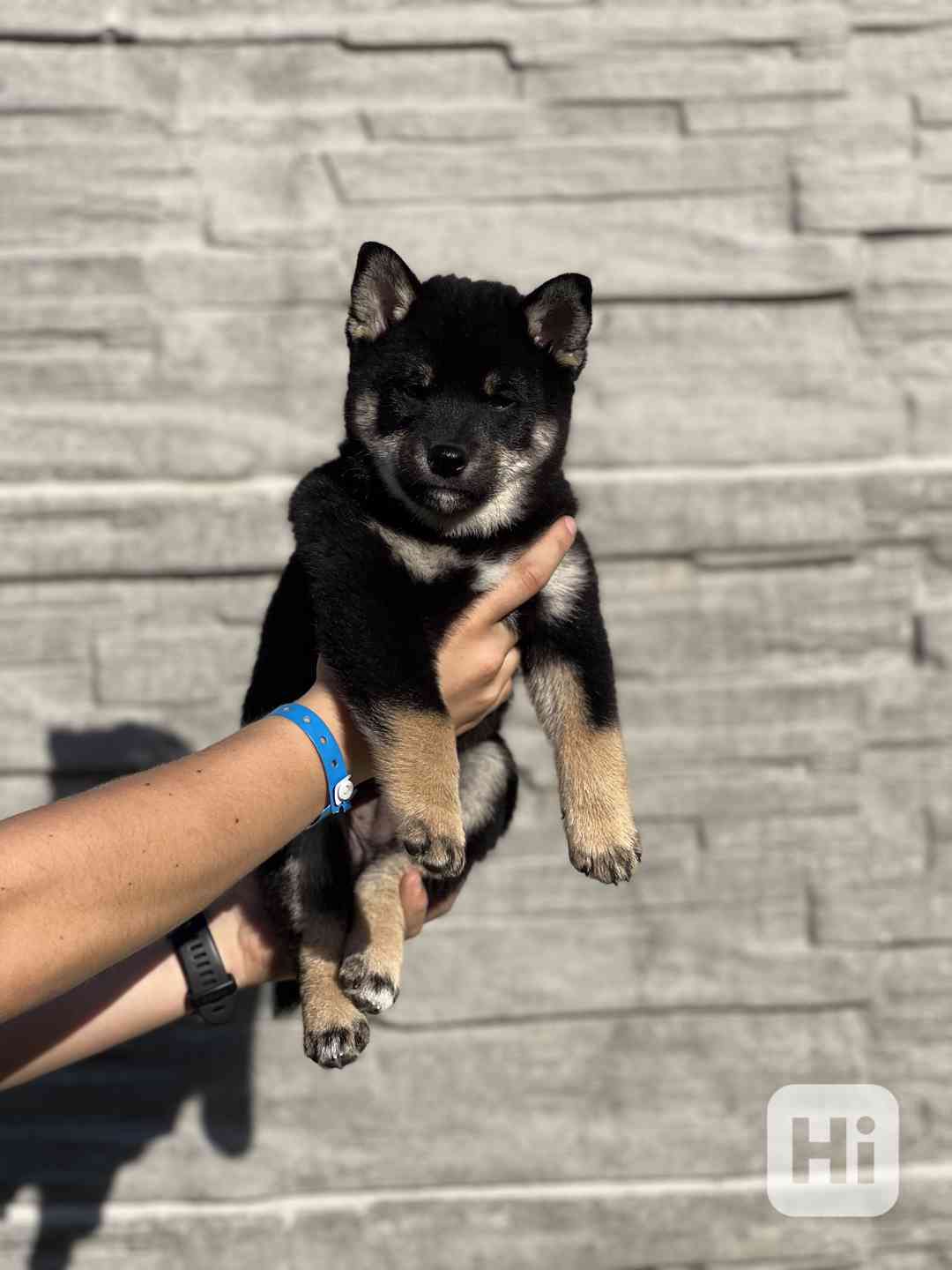 Shiba Inu s PP - foto 1