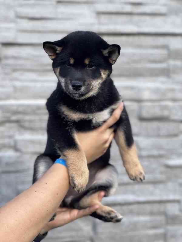 Shiba Inu s PP - foto 3