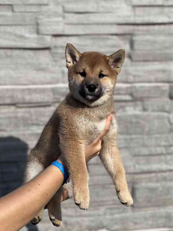 Shiba Inu s PP - foto 2