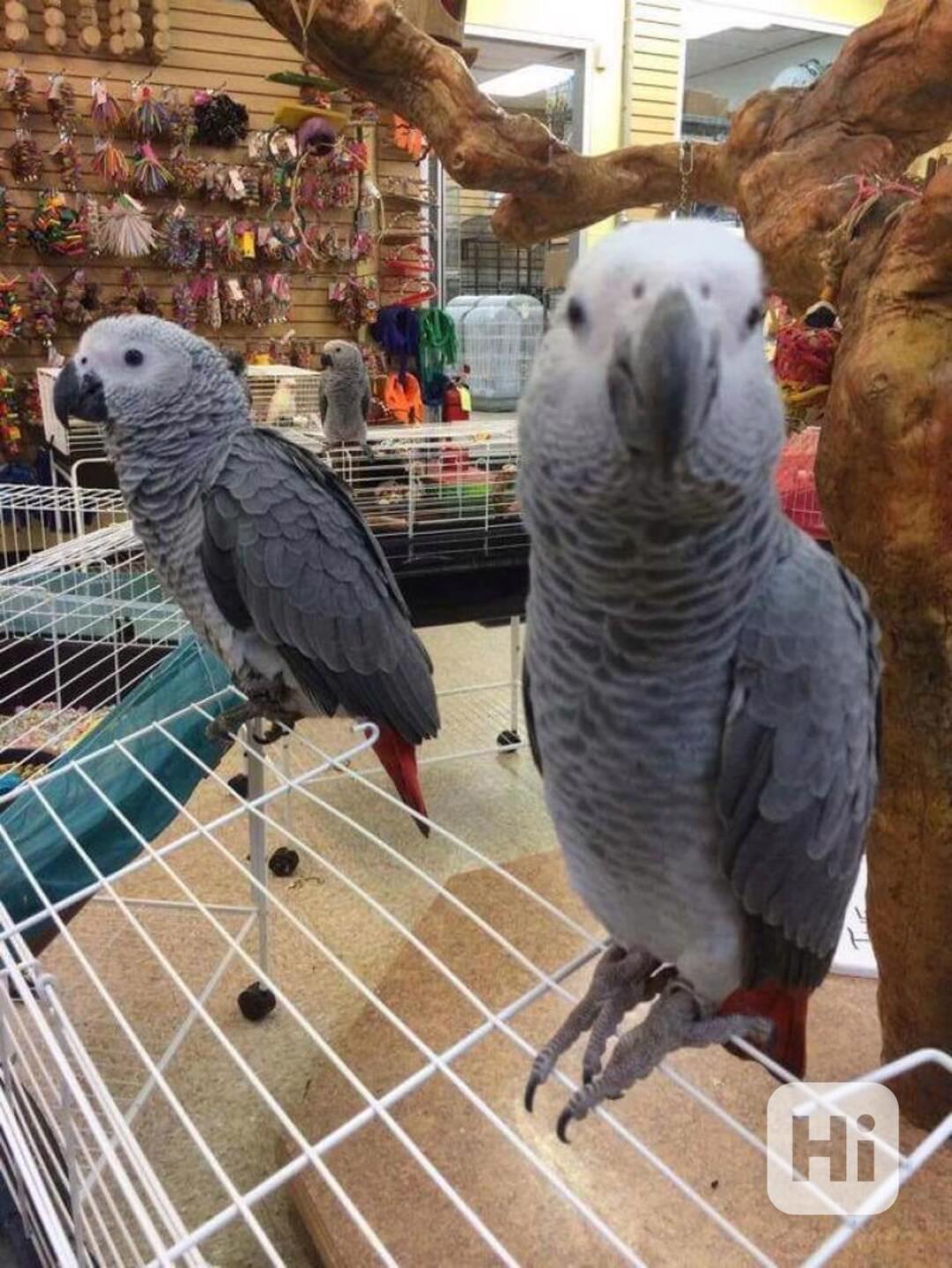 Mluvící papoušci africké šedé k adopci - foto 1