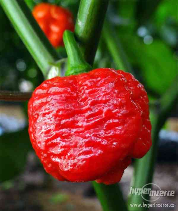 Mleté chilli + semínka - foto 1