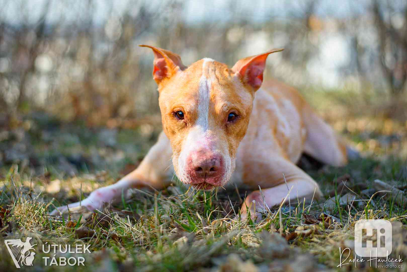 Valíček k adopci  - foto 1