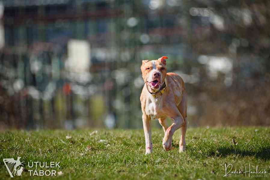 Valíček k adopci  - foto 2