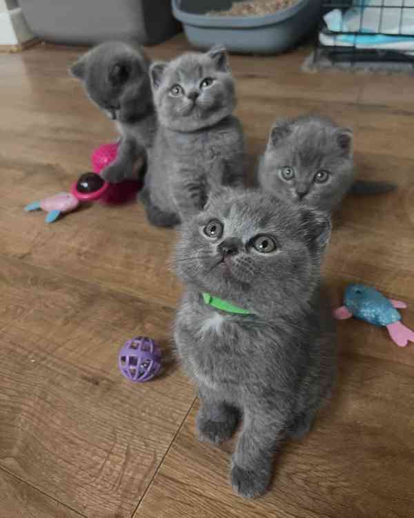 Britská krátkosrstá koťata - foto 2