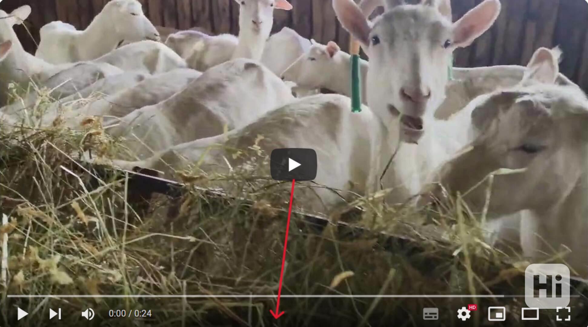 CERTIFIKOVANÉ PLEMENNÉ KOZY BÍLÉ KRÁTKOSRS BIO CHOV KNOW HOW - foto 1