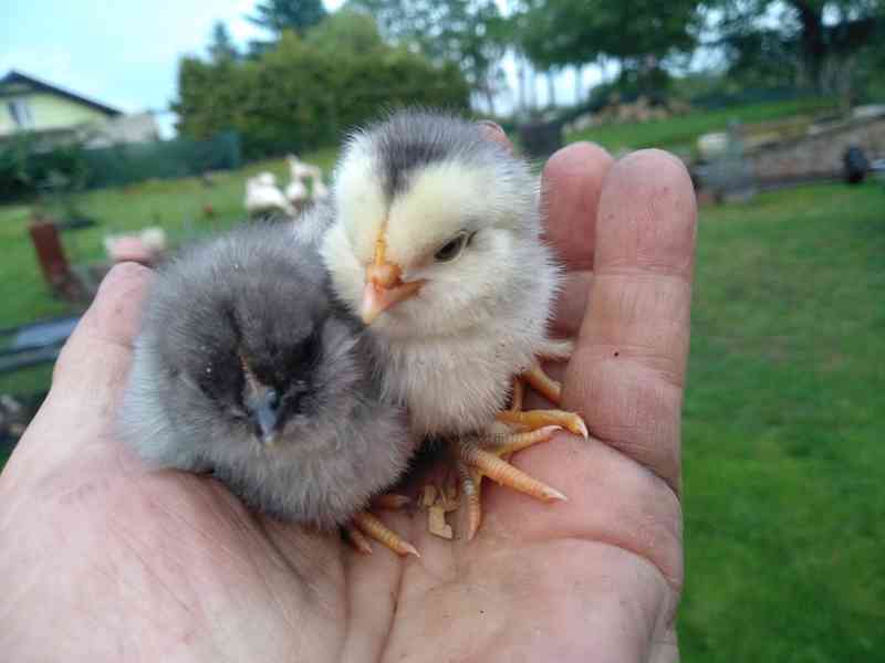 Kuřata - foto 2