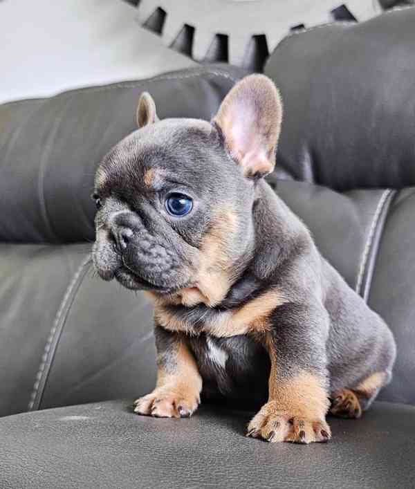 Štěňata francouzského buldočka k adopci. - foto 2