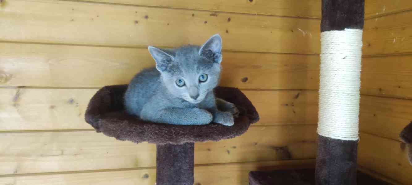 Ruská modrá kočka - foto 1
