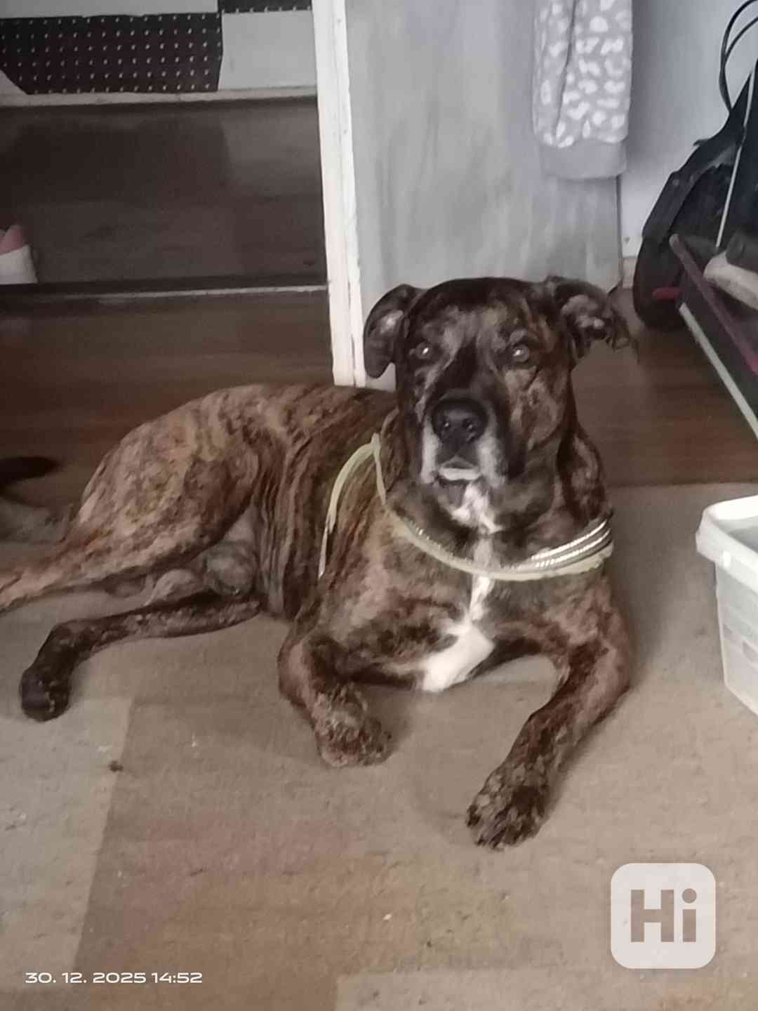 Hledáme fenečku ke krytí  - foto 1