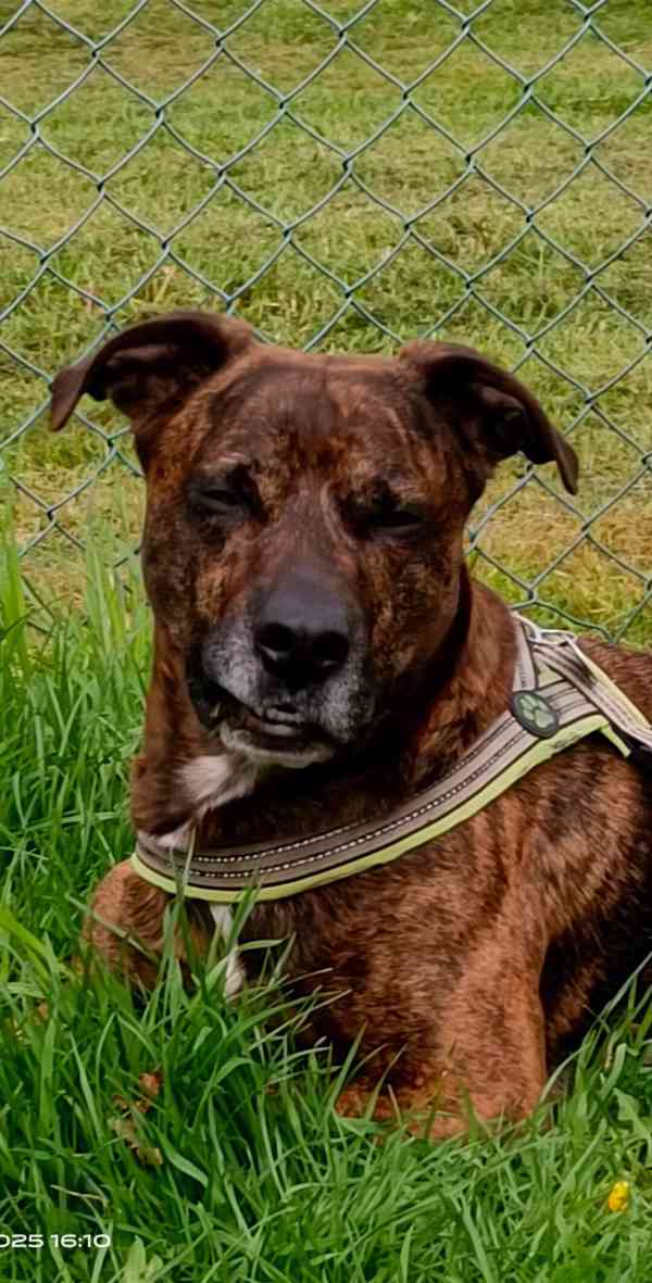 Hledáme fenečku ke krytí  - foto 2