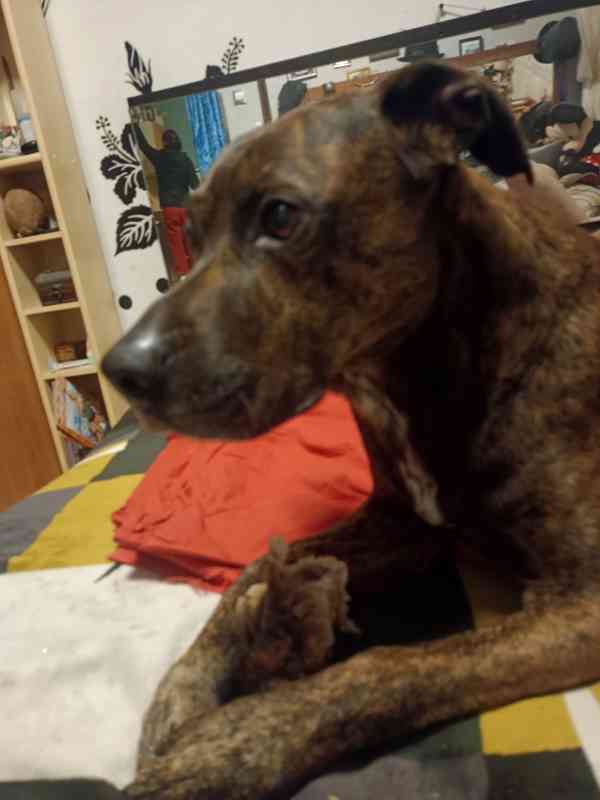 Hledáme fenečku ke krytí  - foto 4