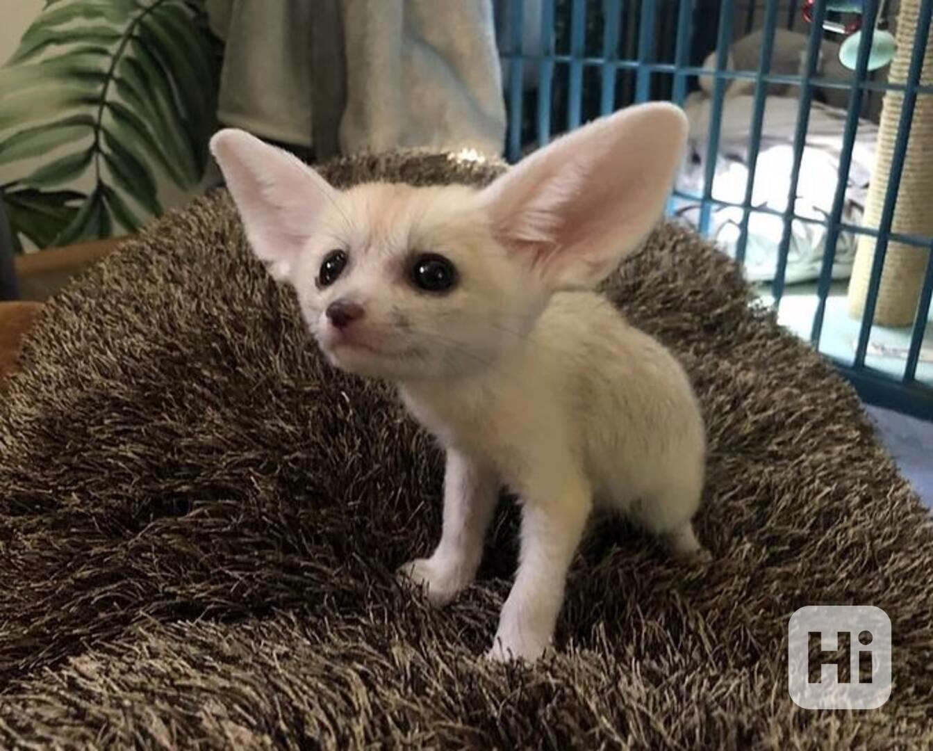 Samec a samice Fennec Fox - foto 1