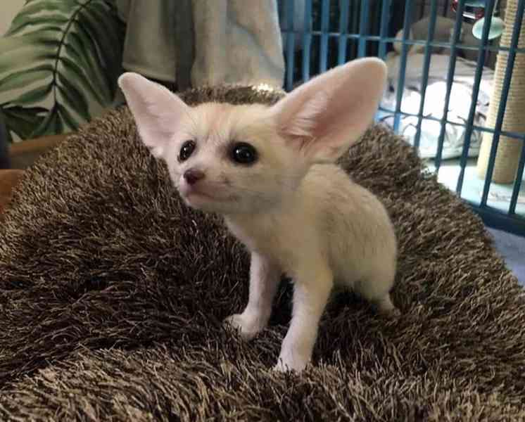 Samec a samice Fennec Fox - foto 1