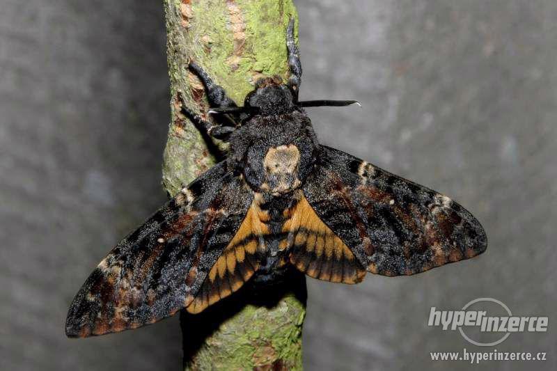 Vajíčka Lišaj smrtihlav atropos gigant ze 7cm kukel - foto 4