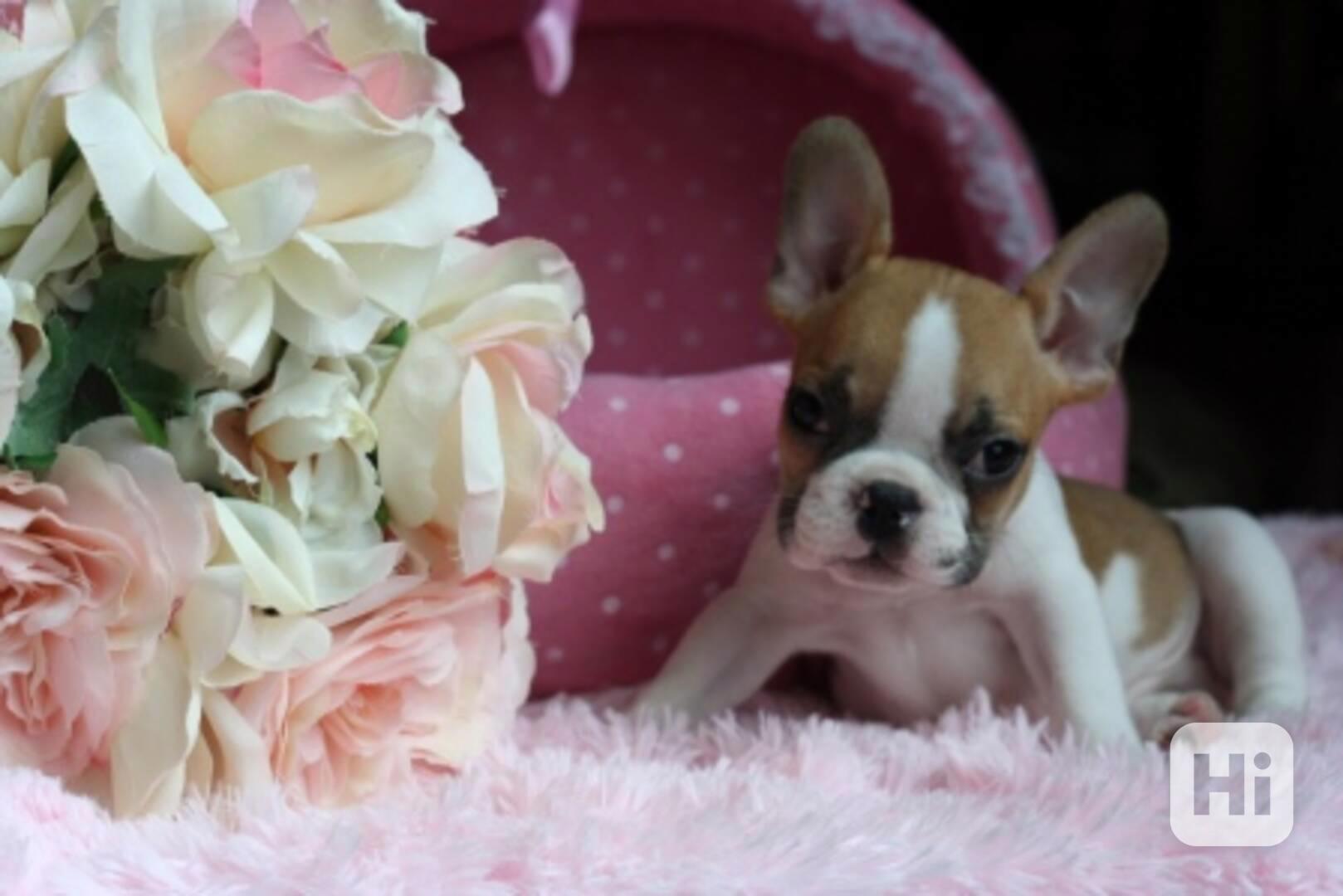 Prodám štěňata francouzského buldočka s PP - foto 1