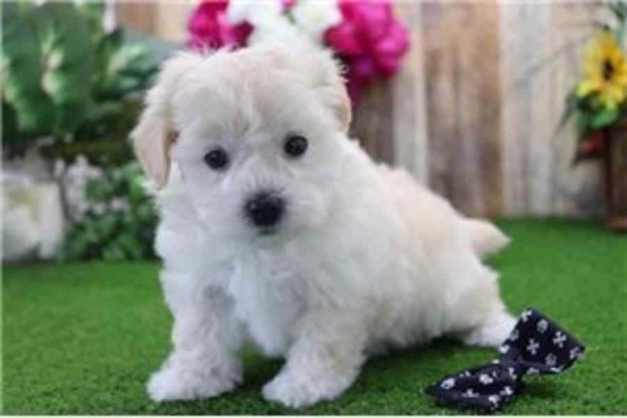 Štěňata Maltipoo připravena do nového domova Štěňata Maltipo - foto 1