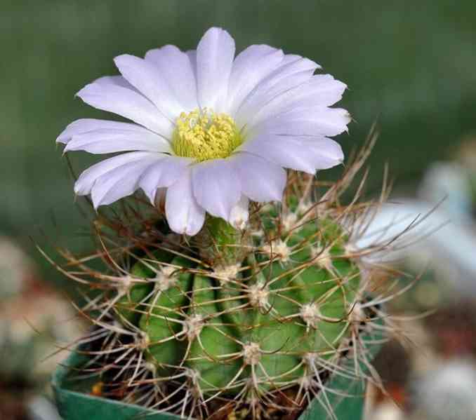 kaktus Acanthocalycium violaceum P110