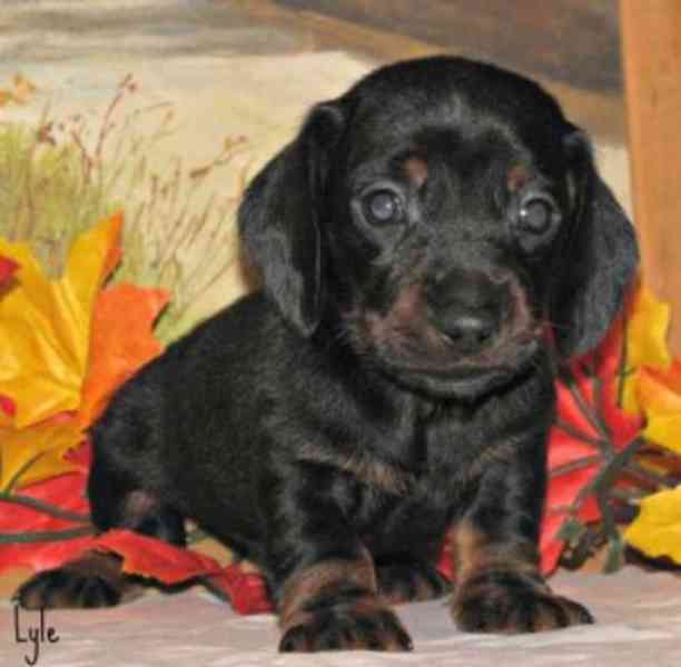 Mini Dachshund Puppies - foto 1