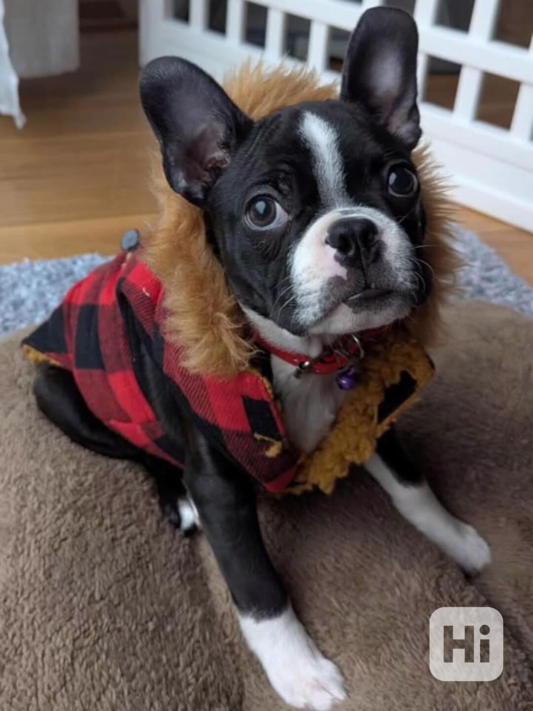 Der elegante „American Gentleman“-Welpe! - foto 1