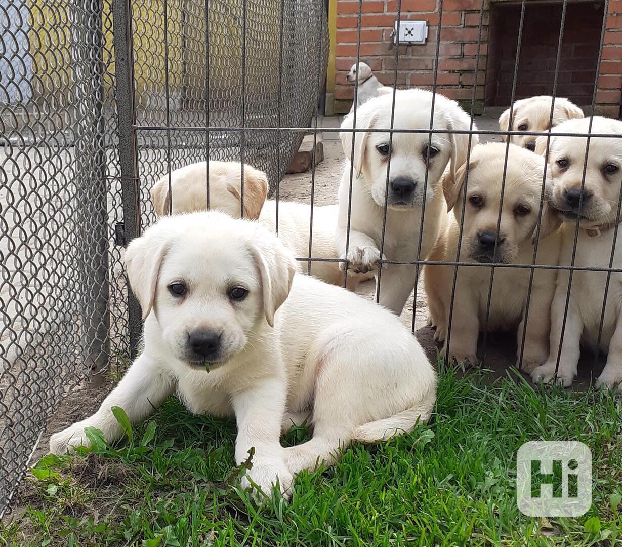 Labrador - foto 1