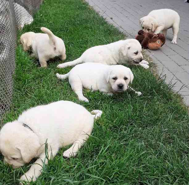 Labrador - foto 5
