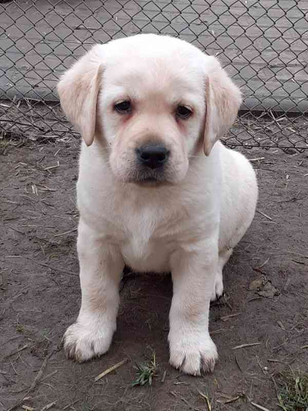 Labrador - foto 3