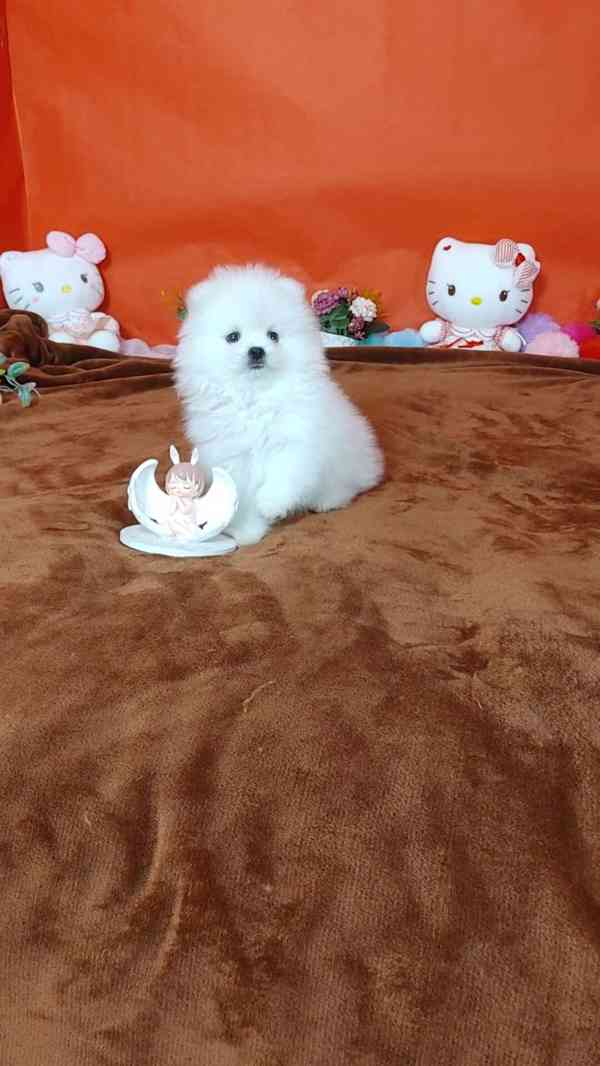 Čistokrevný pomeranian - foto 4