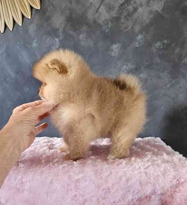 Čistokrevný pomeranian - foto 2