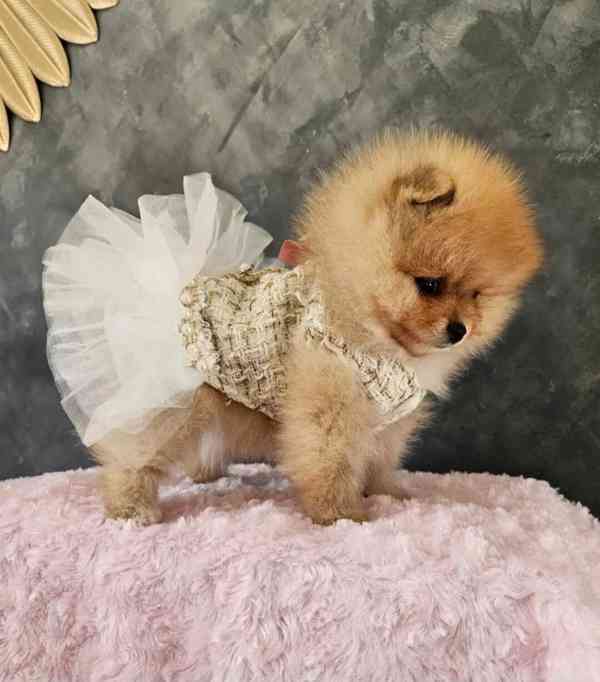 Čistokrevný pomeranian - foto 1