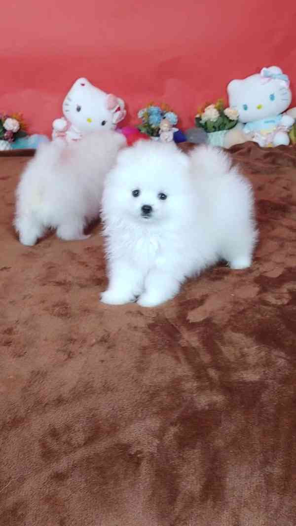 Čistokrevný pomeranian - foto 3