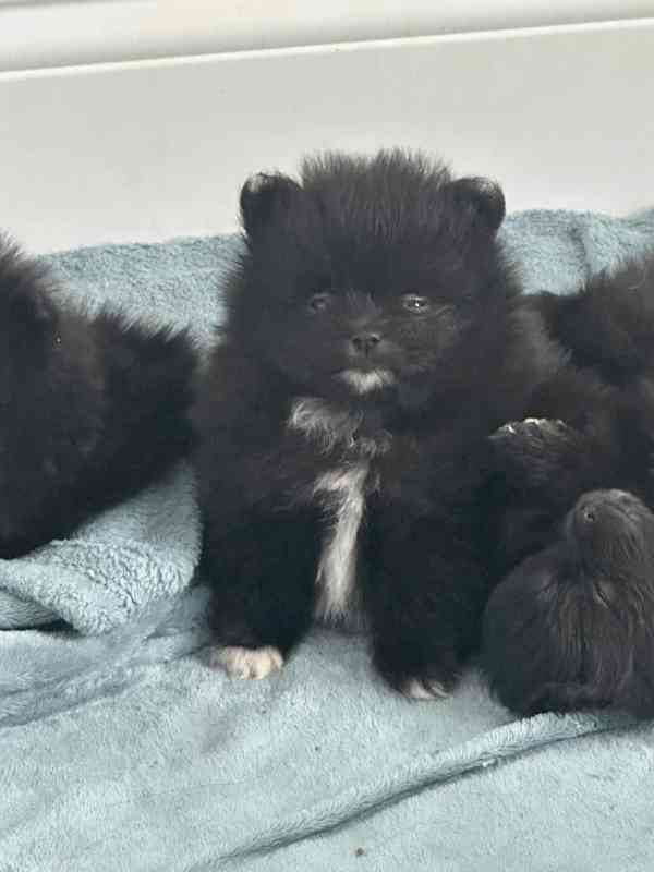 Čistokrevný pomeranian - foto 6