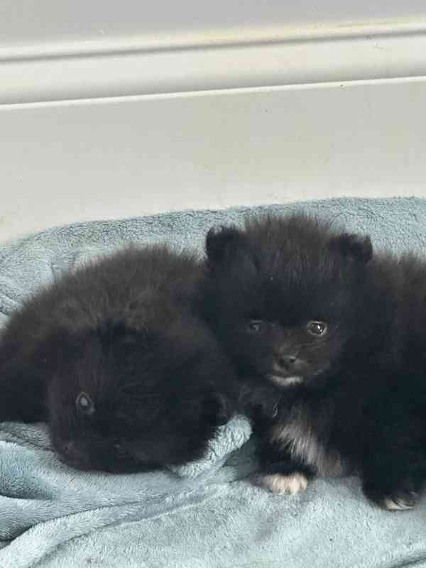 Čistokrevný pomeranian - foto 5