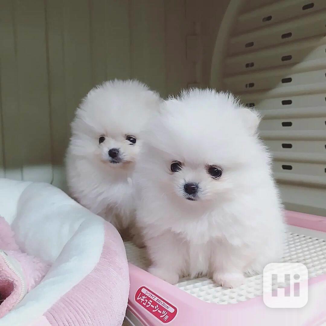 Roztomilá štěňata pomeranského ovčáka velikosti hračky - foto 1