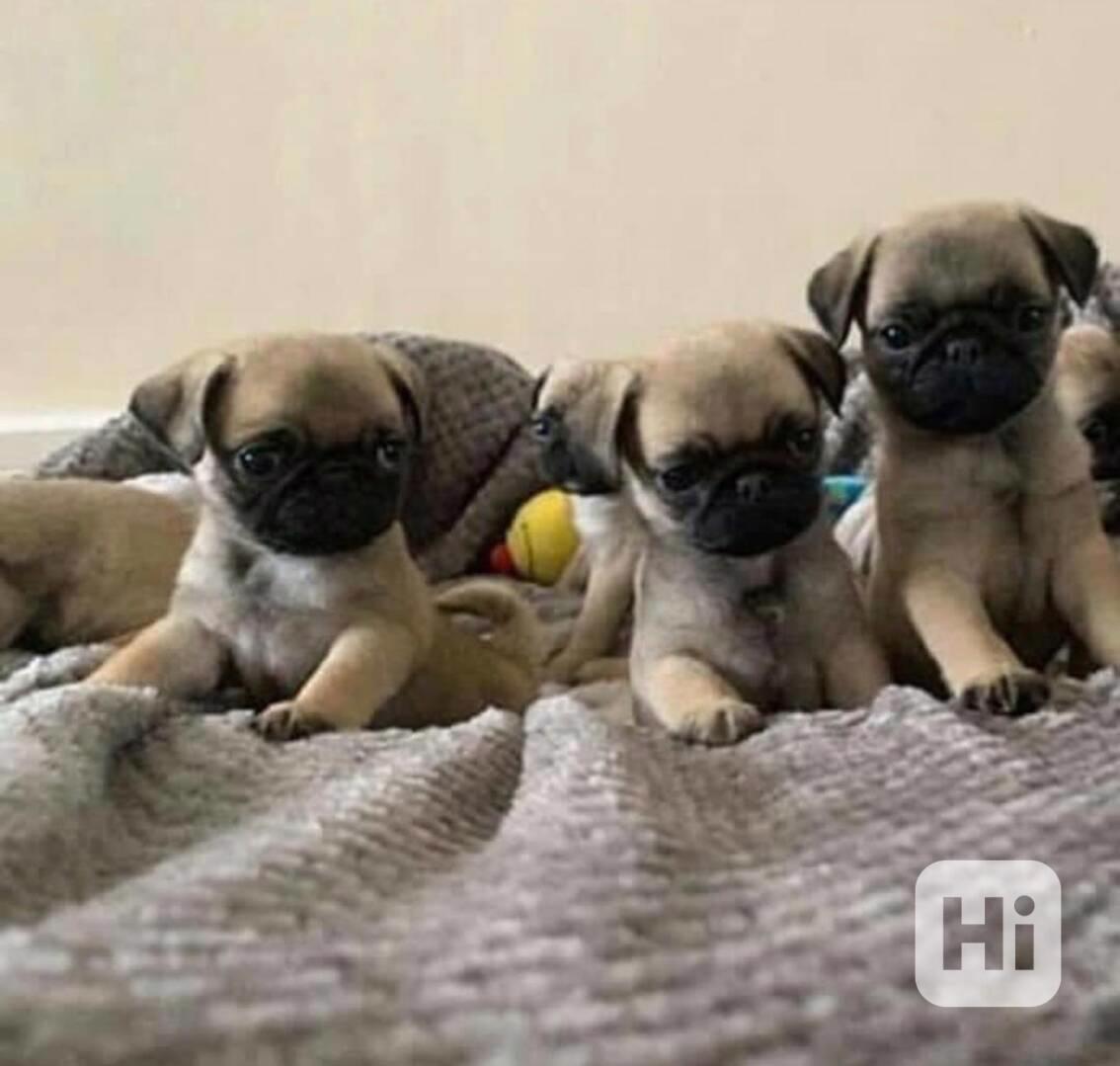 Úžasná štěňátka mopse - foto 1