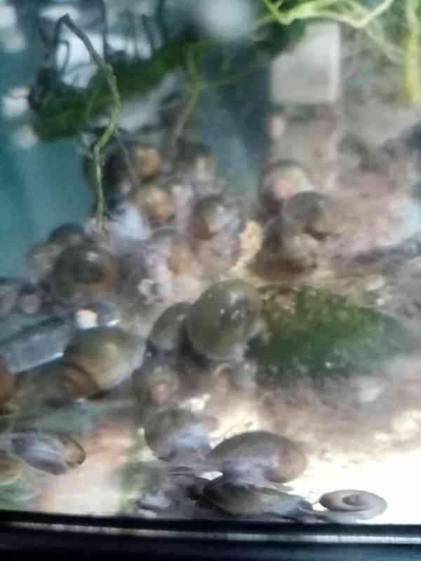 akvarijní šnek Ampularie - foto 4