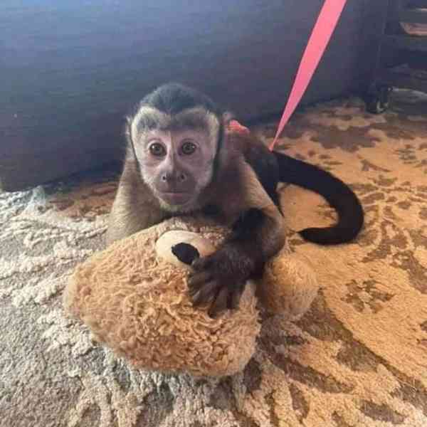 K dispozici 2 zdravé kapucínské opice - foto 1