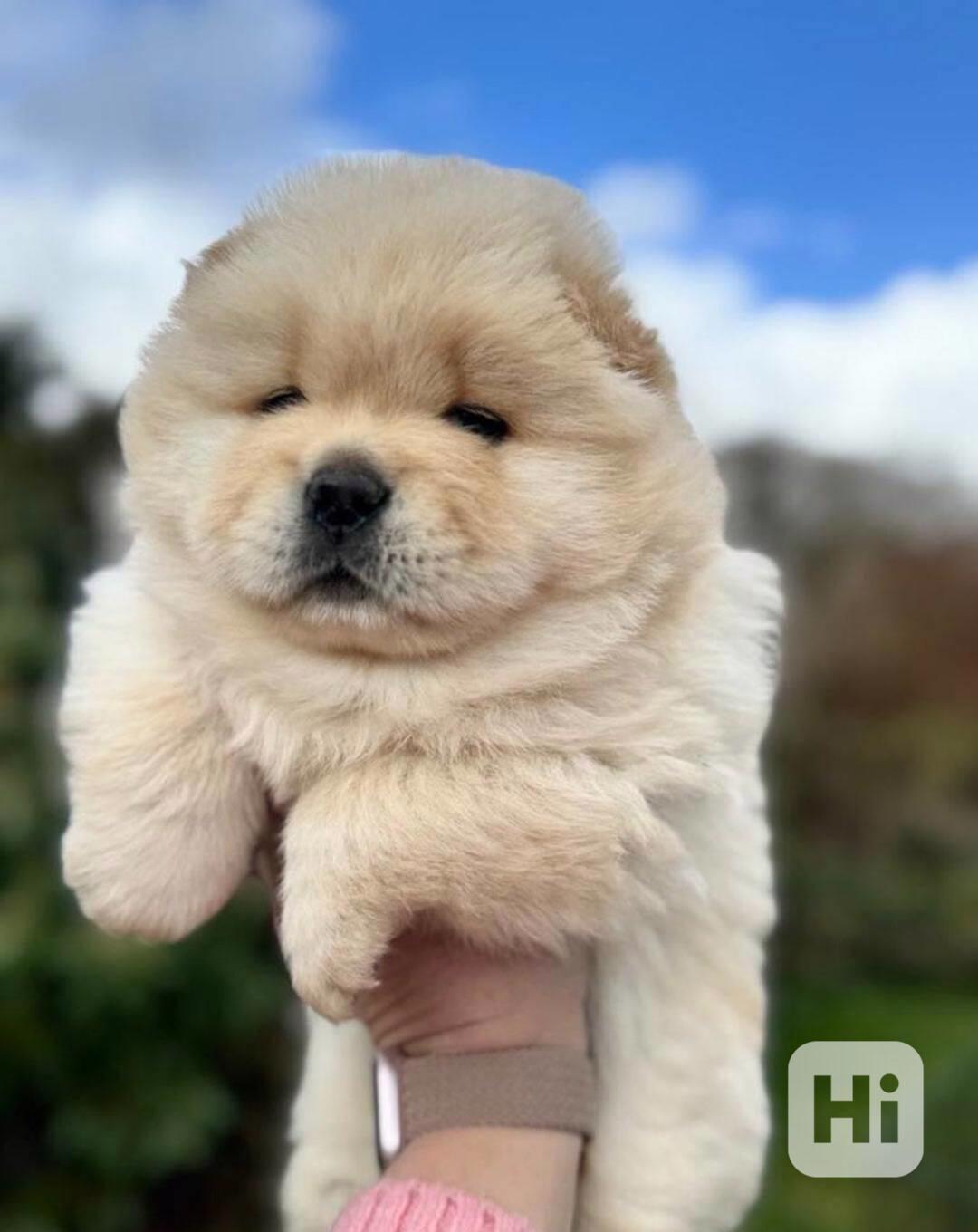 štěňátka čau čau k adopci - foto 1