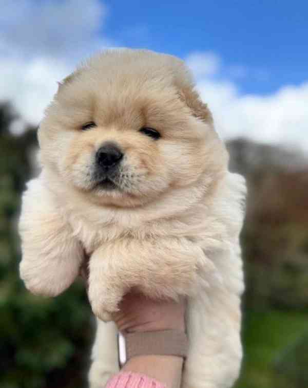 štěňátka čau čau k adopci - foto 1