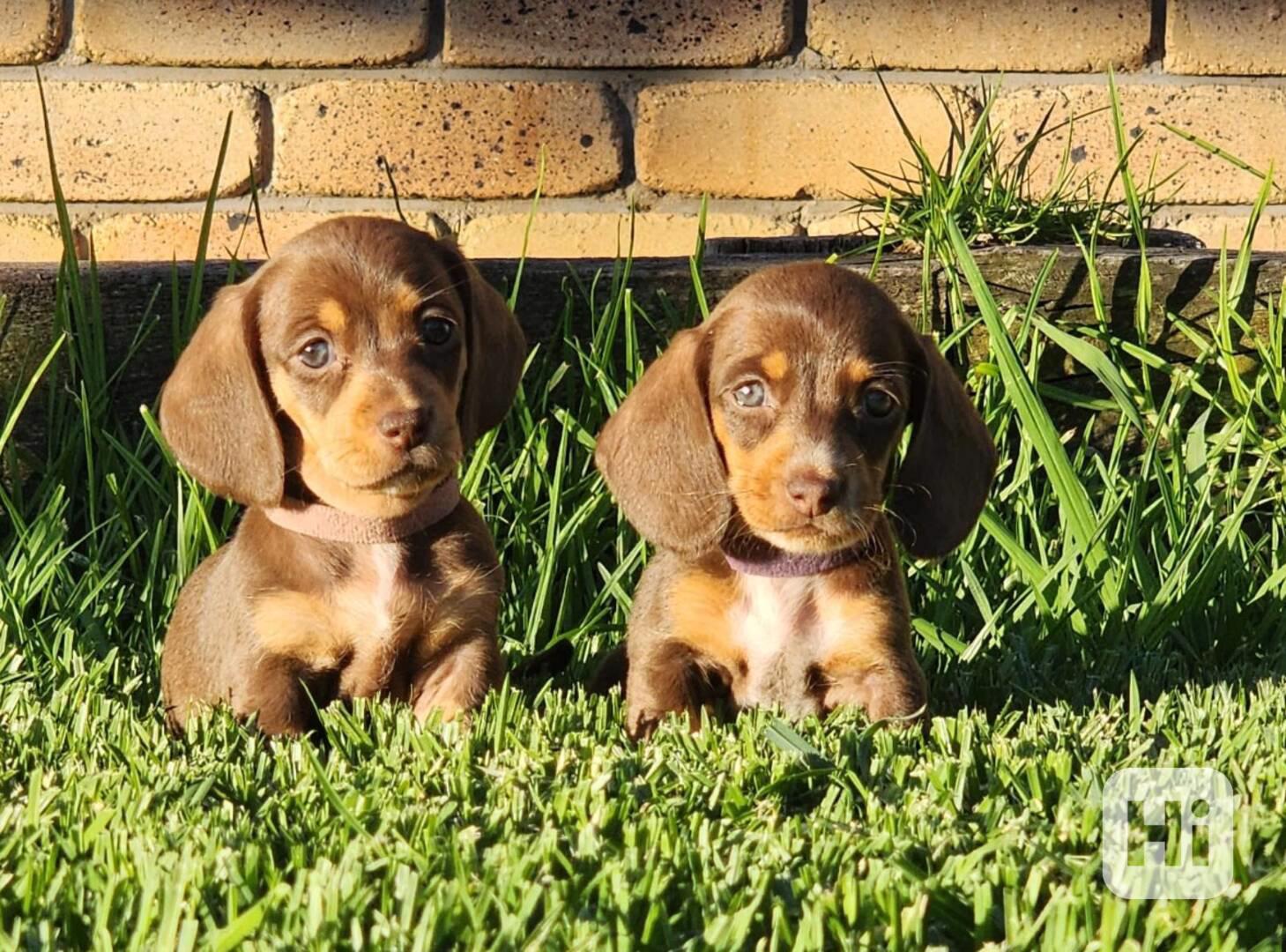 trpasličí štěňata jezevčíka hladkosrstého - foto 1