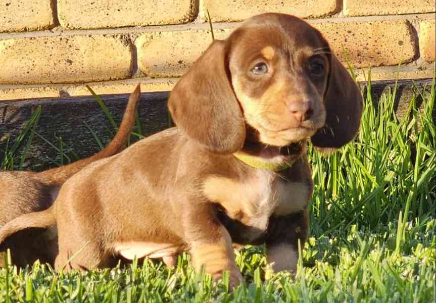 trpasličí štěňata jezevčíka hladkosrstého - foto 3